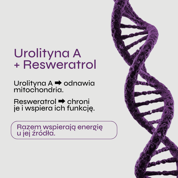 Grafika przedstawia edukacyjną infografikę dotyczącą połączenia urolityny A i resweratrolu. Po prawej stronie umieszczono przestrzenną ilustrację fioletowej spirali DNA, która nawiązuje do procesów komórkowych, energii mitochondrialnej i tematyki longevity. Całość utrzymana jest w minimalistycznej biało-fioletowej kolorystyce charakterystycznej dla komunikacji suplementów premium.