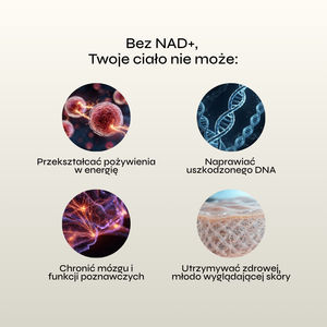 Grafika przedstawia infografikę edukacyjną dotyczącą roli NAD+ w organizmie. Na jasnym tle umieszczono nagłówek „Bez NAD+, Twoje ciało nie może:”, pod którym znajdują się cztery okrągłe ilustracje symbolizujące kluczowe funkcje organizmu wspierane przez NAD+.